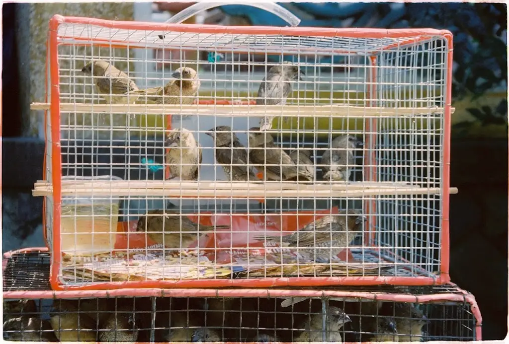 Holiday Bird Care Tips | Build A Safe And Stress-free Season