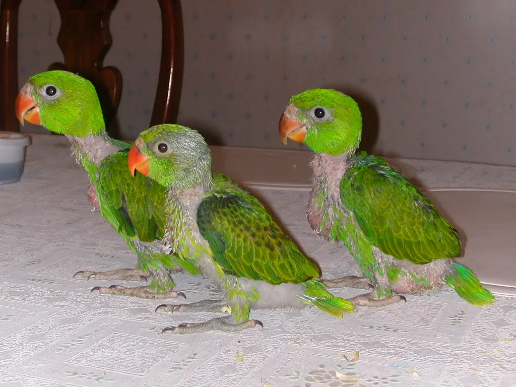How to Raise Bird Chicks | Top Care Tips for Healthy Growth and Happy Birds