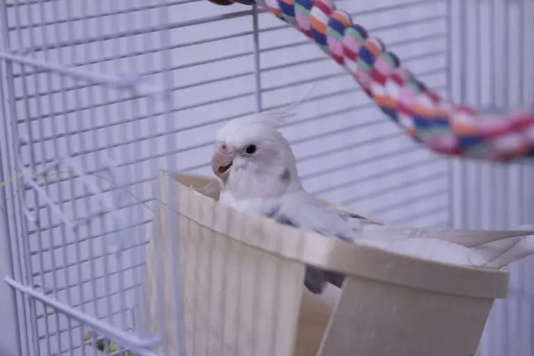 keep Your Bird Safe During the Summer Heat | Essential Tips for Pet Bird Owners.