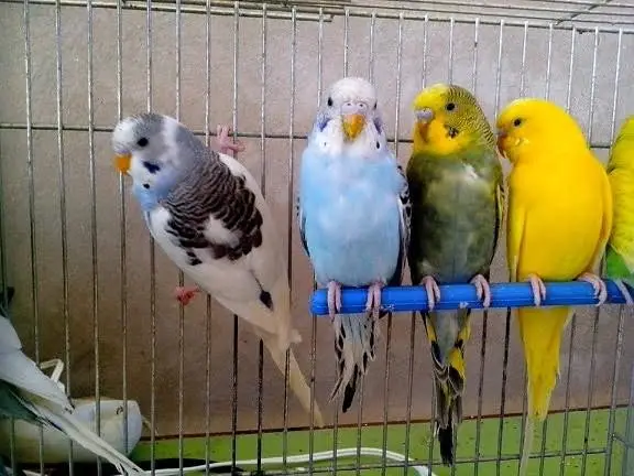 My Budgie Journey | Lessons Learned and Care Tips for Beginners.